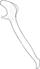 Aedeagus, lateral view on Distantasca tiaca (Dworakowska, 1994): Aedeagus, lateral view. (Observation).