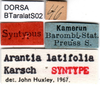 CollectionObject 1502640; 3282376e-3283-4f58-acdb-c1d3cf636009: labels (syntype). (CollectionObject).
