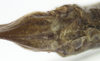 CollectionObject 1507290; b2deeb7e-4e1d-408e-90c9-2c931e9b2b1f: female subgenital plate (holotype). (CollectionObject).