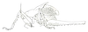CollectionObject 1544574; d20a6d13-c570-4125-aab0-44e012614389: male habitus (body length 17 mm, pronotum 11.5 mm, hind femur 17.5 mm). (CollectionObject).
