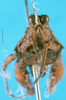 CollectionObject 1502086; dd8e44bb-2128-4434-8792-1798a7155c1f: male, frontal view (original paratype of Arulenus punctatus and paratype of Parahirrius parvus). (CollectionObject).