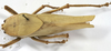 CollectionObject 1539574; 5b5217e5-88dd-4d19-905c-23190f59f00b: female, dorsal view (holotype). (CollectionObject).