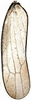 Forewing on Perugina Dietrich & Dmitriev, 2006: Forewing (P. denticula Dietrich & Dmitriev). (Observation).