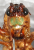 CollectionObject 1544415; 9e9cfe68-9ee4-4ef7-bca3-0d1b7a4193d6: male, face (holotype). (CollectionObject).