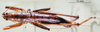 CollectionObject 1534914; BPBM 3224787, 4d09a1b7-3e80-452f-b4dc-f4512ca7d600: female, dorsal view. (CollectionObject).