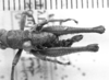 CollectionObject 1524871; 711d1829-8ad1-4bb0-a47e-e195efaa54d9: Image Carbonell, C.S. male, dorsal view (syntype). (CollectionObject).