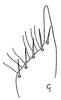 Subgenital plate: !! display not done !! on Afrosteles distans (Linnavuori, 1959): subgenital plate, ventrally. (Observation).