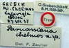CollectionObject 1517182; b2fc8454-4552-435a-9be6-5cd2919c9a74: labels (holotype). (CollectionObject).