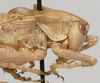 CollectionObject 1527092; ae1f098b-1048-4f8a-9c3e-401653cec50e: male pronotum, lateral view (holotype). (CollectionObject).