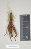 CollectionObject 1562198; NHMUK(SF IMPORT DUPLICATE) 844972, d7ca9a7e-ed7e-40d2-accb-1b76e3d111f3: copyright Natural History Museum, London. male (paratype). (CollectionObject).