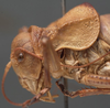 CollectionObject 1506653; 901e55b8-1f42-46cf-9de6-5f481c3b4d95: male pronotum, lateral view (paratype). (CollectionObject).