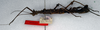 CollectionObject 1557776; db09e5e6-a031-42c2-8b75-5c488b61d0ea: copyright NMW. female, lateral view (syntype). (CollectionObject).;CollectionObject 1557777; 022a4bd5-75b3-4878-9016-fc44d8d98d1b: copyright NMW. female, lateral view (syntype). (CollectionObject).