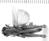 CollectionObject 1523867; 15dc12b7-ccd8-4967-976e-e23c1cd473f5: female, dorsal view (holotype?). (CollectionObject).