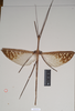CollectionObject 1557405; NHMUK(SF IMPORT DUPLICATE) 844923, d1398531-e4cf-4f96-8dad-2071be4ef6a7: copyright Natural History Museum, London. male (syntype). (CollectionObject).
