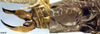 CollectionObject 1532090; c4e8c4e4-1d45-4a6c-9dbb-43662e57cb4a: male subgenital plate and cerci (holotype). (CollectionObject).