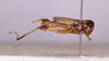 CollectionObject 1590326; 6016c7d3-d445-448d-bff1-eb2d09a73397: female, lateral view. (CollectionObject).