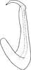 Aedeagus, lateral view: Aedeagus, lateral view. (Observation).