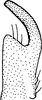 Stylus: Stylus. (Observation).
