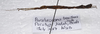 Parabrosoma brevifemurum Seow-Choen, 2018: (Otu).
