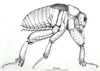 male (holotype). Depicts CollectionObject 1503595; 92f7fce1-8e26-4080-a5d8-5632041f5146, a CollectionObject.