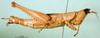 CollectionObject 1500938; 63ac1992-8fc3-4f98-92f7-c765b5a04e1d, DORSA BA000321S01: female, lateral view (holotype). (CollectionObject).