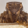 Head: !! display not done !! on Bothriocera transversa Caldwell, 1943: (Observation).