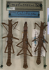 CollectionObject 1561570; NMW 47, ad15a001-7fc3-4a48-8ca8-876a076c4f48: copyright NMW. male (lectotype) also x 2 PLTs. (CollectionObject).