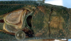 Parascopioricus lancifolius (Brunner von Wattenwyl, 1895): male pronotum and stridulatory area (Costa Rica, Puntarenas Prov., Manuel Antonio N. P.). (Otu).