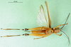 CollectionObject 1501405; 0dcd1c55-c030-41d1-832a-cd455ee18c8b: male, ventral view (holotype of Zacompsa festa). (CollectionObject).