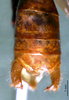 CollectionObject 1503140; 8115cc8d-7147-4be5-9c05-3e6f10653b3f: male cerci (holotype). (CollectionObject).