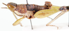Mistothericles whitei (Dirsh, 1964): male, lateral view. (Otu).