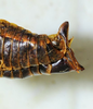 CollectionObject 1498700; 7a89fd7a-e56b-4c03-80b6-015f831b3428: female abdomen tip, lateral view. (CollectionObject).