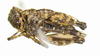 CollectionObject 1535327; 80b4589a-b575-45d7-860d-cfc2bdf0317f: female, ventral view (holotype). (CollectionObject).