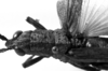 CollectionObject 1501495; c688050f-8c2a-48f4-8455-60c5f8907ec4: Image Carbonell, C.S. [mirror image]. female head and pronotum, dorsal view (syntype of Locheuma flavipennis). (CollectionObject).