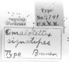 CollectionObject 1533608; 1a03921d-d215-4d1d-82f2-7ff4c4fddf45: Image Carbonell, C.S. labels (holotype of Omalotettix signatipes). (CollectionObject).