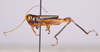CollectionObject 1590331; bc2df8e7-fc43-4ac4-b0e7-40fa0f3c433c: male, body lateral view (not a type). (CollectionObject).