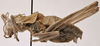 CollectionObject 1539823; e7e2bc23-dfda-4232-85b9-6b481b077109: male, lateral view (holotype). (CollectionObject).