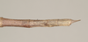 CollectionObject 1559399; NHMUK(SF IMPORT DUPLICATE) 844595, 9f01cb72-547d-4e0e-8c13-d961b09e6b9d: copyright Natural History Museum, London. female: end of abdomen, dorsal view (holotype). (CollectionObject).