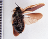 Tribonium colombicum Hebard, 1933: Photo by Heidi Hopkins. ventral habitus. (Otu).