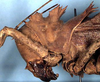 CollectionObject 1516735; f9f15ace-bd81-4352-953b-55f66451536b: male head and pronotum, lateral view (syntype). (CollectionObject).