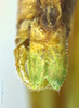 Tenerasphaga mbulu Hemp, 2018: male subgenital plate. (Otu).