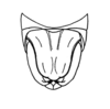 Dirshacris aridus Brown, 1959: Plate 2, Fig. 7. male abdomen tip, dorsal view. (Otu).