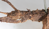 CollectionObject 1562368; NMW 239, d1bbf7c6-0c05-446f-8d0e-e5eab577847c: copyright NMW, Vienna. female: head, lateral view (holotype). (CollectionObject).