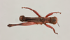 CollectionObject 2051919; NHMUK015982255, dea5703b-a047-455b-a22e-841075ca1f91: male, dorsal view (paratype). (CollectionObject).