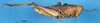 CollectionObject 1580242; de55c054-7166-4e4f-b2e0-4462fcd87d16: female, lateral view (paralectotype). (CollectionObject).