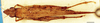 CollectionObject 1505207; 79de3ce9-7585-41e6-8c6d-e8f50fcda6a1: male, dorsal view. (CollectionObject).