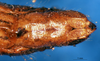 CollectionObject 1505370; 939d45b6-a1f9-4eda-b34e-04115791fd5b: female abdomen tip, ventral view (holotype). (CollectionObject).