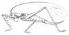 Decolya (Decolya) visenda Bolívar, 1900: Fig. 20. female habitus (body length 16 mm, pronotum 3 mm, ovipositor 9 mm). (Otu).