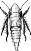 Nymph: !! display not done !! on Laevicephalus minimus (Osborn & Ball, 1897): (Observation).