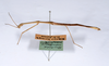 CollectionObject 1558033; 9f615f3f-3e9a-4617-86ea-ab25cb48bb0c: copyright ANSP. male, lateral view (paratype). (CollectionObject).
